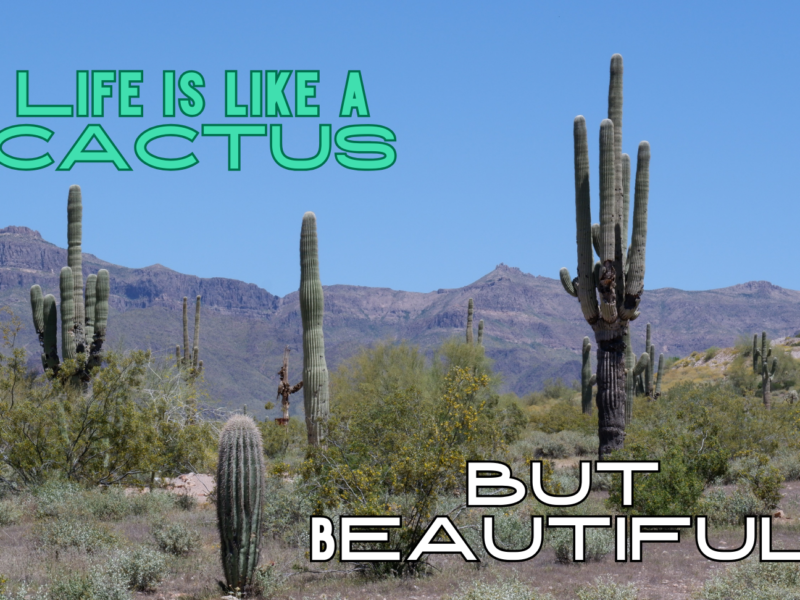 Life is like a cactus