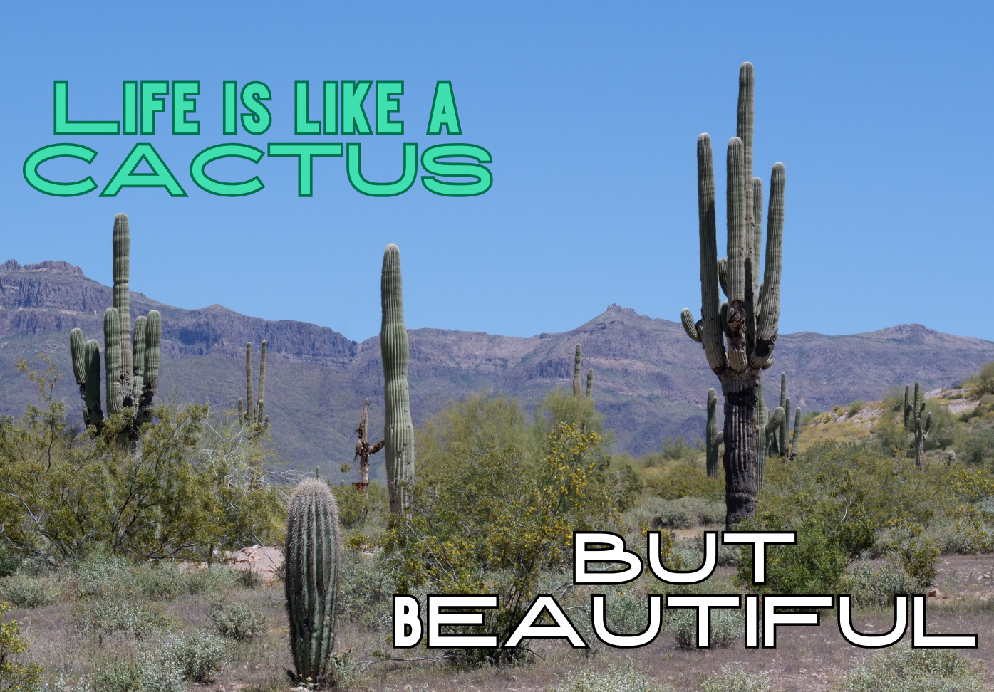 Life is like a cactus